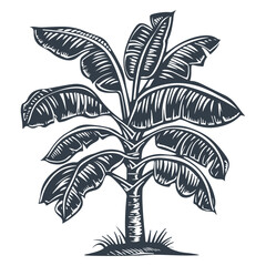 Fototapeta na wymiar Banana tree woodcut style drawing vector illustration