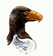 Eagle head. Hand drawn ink and watercolor illustration - 756140722