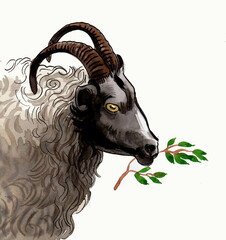 Sheep head. Hand drawn ink and watercolor drawing - 756140738