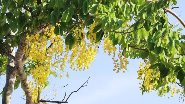 Blossoming Tree in Gentle Breeze