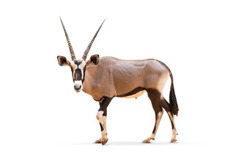 Wild Arabian Oryx leucoryx,Oryx gazella or gemsbok isolated on white background. large antelope in nature habitat, Wild animals in the savannah. Animal with big straight antler horn.