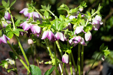 White hellebore flowers with maroon edges blooming in a sunny winter garden
