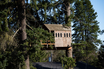 Fototapeta na wymiar Old wood treehouse built between two large evergreen fir trees, kids fun playhouse on a sunny day 
