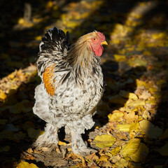 Glückliches freilaufendes Huhn auf einem Öko-Bauernhof in Deutschland  - 756141985