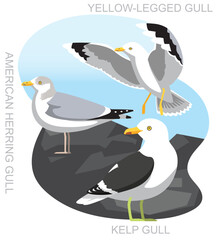 Bird Gull Seagull Kelp Herring Set Cartoon Vector