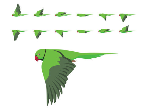Bird Parrot Indian Ringneck Parakeet Flying Animation Sequence Cartoon Vector