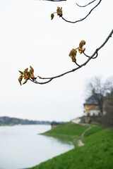 A spring blooming twig hangs over the river Elbe near beautiful historical building, blending with the natural landscape of grass and sky. The water glistens, creating a happy and serene atmosphere