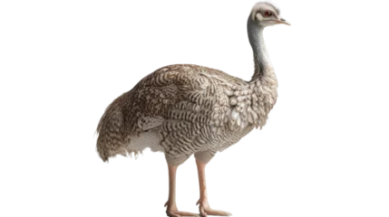 Wandaufkleber An alert ostrich with detailed feathers and a long neck stands tall on a white background © Daniel