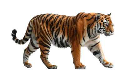 Foto auf Acrylglas A formidable Bengal tiger strides confidently, displaying its powerful physique and distinctive stripes © Daniel