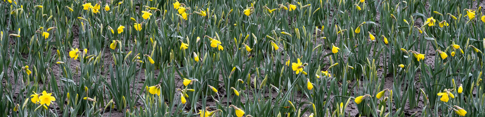 Field of classic yellow daffodil flowers blooming on an overcast wet day, Skagit Valley, WA
