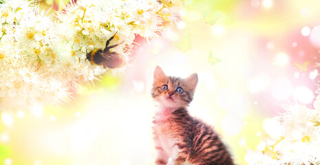 Little tabby kitten walking on the spring garden. Blooming tree with bee, amazing sunny day, beauty...