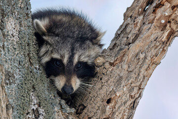 冬のアライグマ © mihiro_wildlife