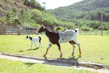 Fototapeta na wymiar Mother goat and baby on the farm with mountain in the background on a sunny day.