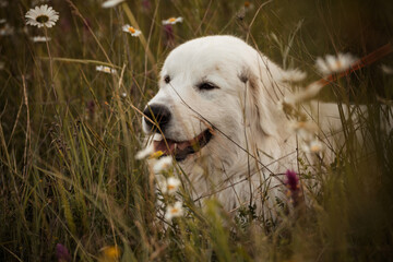 Daisies white dog Maremma Sheepdog in a wreath of daisies sits on a green lawn with wild flowers...