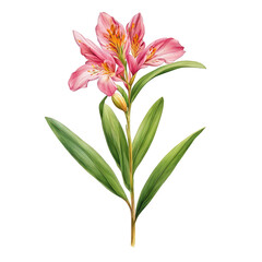 Alstroemeria flower watercolor illustration, cute red pink flower vector illustration, decorative floral element, Peruvian Lily