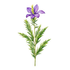Fototapeta na wymiar Veronica flower watercolor vector illustration, cute flower clipart, decorative element, blue violet flower