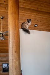 Cat Up on Wall Indoor Cabin Wall Sitting Above Decorative Shelf Near Ceiling