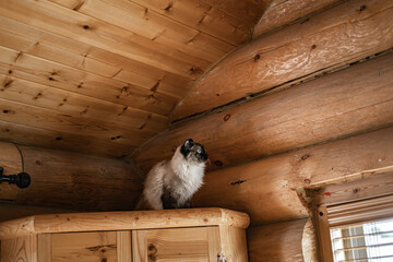 Mischief Cat Climbing in the Corner of Cabin Log Walls