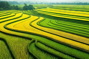  Aerial view of yellow and green agricultural fields. Agricultural landscape. © Steve