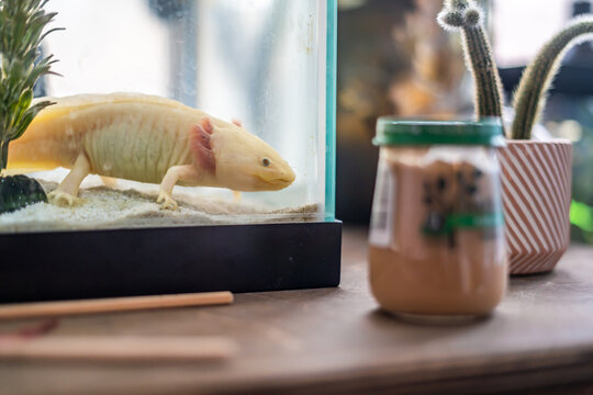 Cute Tank Axolotl on Office Desk Playing Smiling Adorable Pets