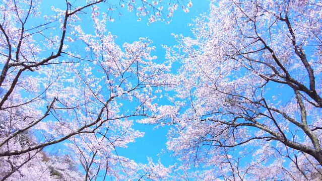 満開の桜の花びらと青空を移動撮影  4K  木漏れ日溢れる桜並木を見上げて歩くPOVショット