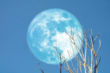 Super blue moon and back dry tree on the blue sky background