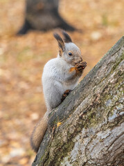 The squirrel with nut sits on tree in the autumn. Eurasian red squirrel, Sciurus vulgaris.