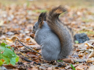 Autumn squirrel with nut sits on green grass with fallen yellow leaves