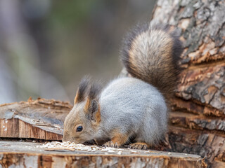 A squirrel sits on a stump and eats nuts in autumn.