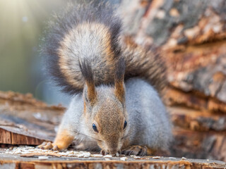 A squirrel sits on a stump and eats nuts in autumn.