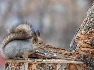 A squirrel sits on a stump and eats nuts in autumn.