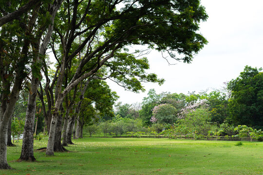 Landscape image of green trees of the park
