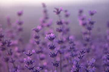 avender flowers in pastel colors at blur background. Nature background with lavender in the field.