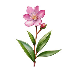 Waxflower watercolor illustration, minimal cute flower vector clipart, floral decorative, pink flower 