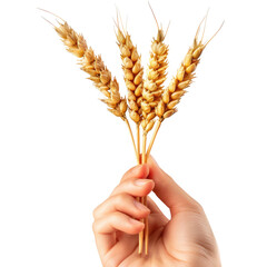 Hands holding dried wheat bunch isolated on transparent background