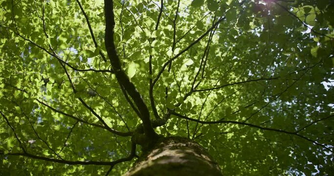 A close-up view of the treetop. Magic sunny beech tree canopy. 