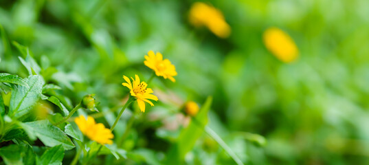 Closeup of yellow Wedelia flower under sunlight with copy space using as background natural green plants landscape, ecology wallpaper cover page concept.