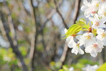 Fresh green leaves and cherry blossoms: with copy space .