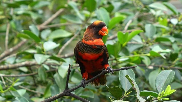 Contented and happy dusky lory, pseudeos fuscata perched on tree branch, calling amidst in the forest environment, close up shot.