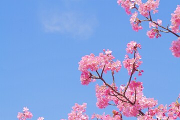 Beautiful cherry blossoms and blue sky background: with copy space .