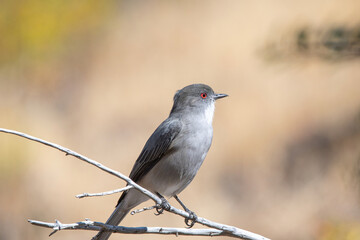 A small Diucon looking for food.