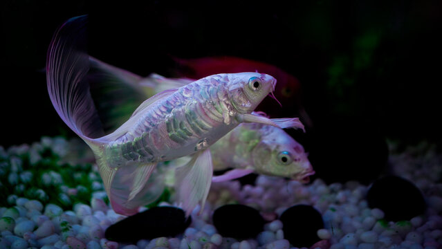 Long Tailed Milky White Fich In Aquarium