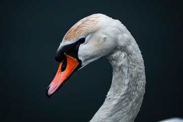 Portrait of a white swan, just the head. - obrazy, fototapety, plakaty