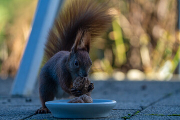 ein Eichhörnchen auf Nahrungssuche