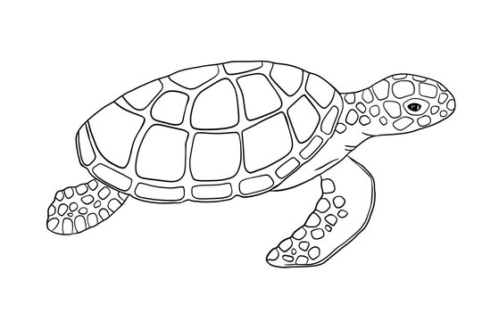 Vector outline sea turtle isolated on white background. Hand drawn line doodle illustration ocean or underwater animal