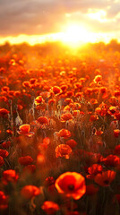 Fototapeta na wymiar poppy fields in sunset sky with sunlight, blurred background