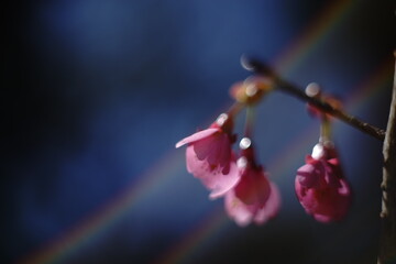 In spring, you can see beautiful cherry blossoms