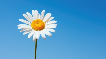 A vibrant white daisy, adorned with a bright yellow center, stands out against the canvas of a clear blue sky. Ai Generated.