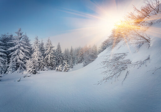 Sunrise in woodland. Untouched winter landscape. Stunning morning view of Carpathian valleys with snow covered fir trees. Calm outdoor scene of mountain forest. Christmas postcard.