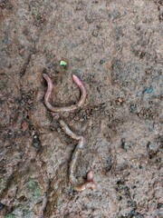 Earthworms are tube-shaped, segmented worms in the phylum Annelida. They are generally found living on the ground.